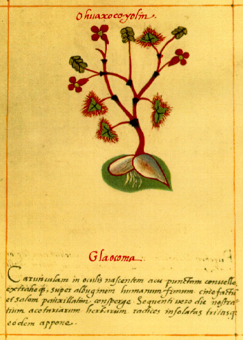 Illustration from Badianus manuscript or Codex Barberini