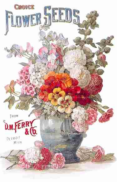 D.M. Ferry catalogue, date unknown