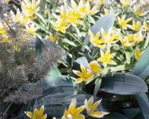 Tulipa tarda with Allium and Bronze Fennel leaves