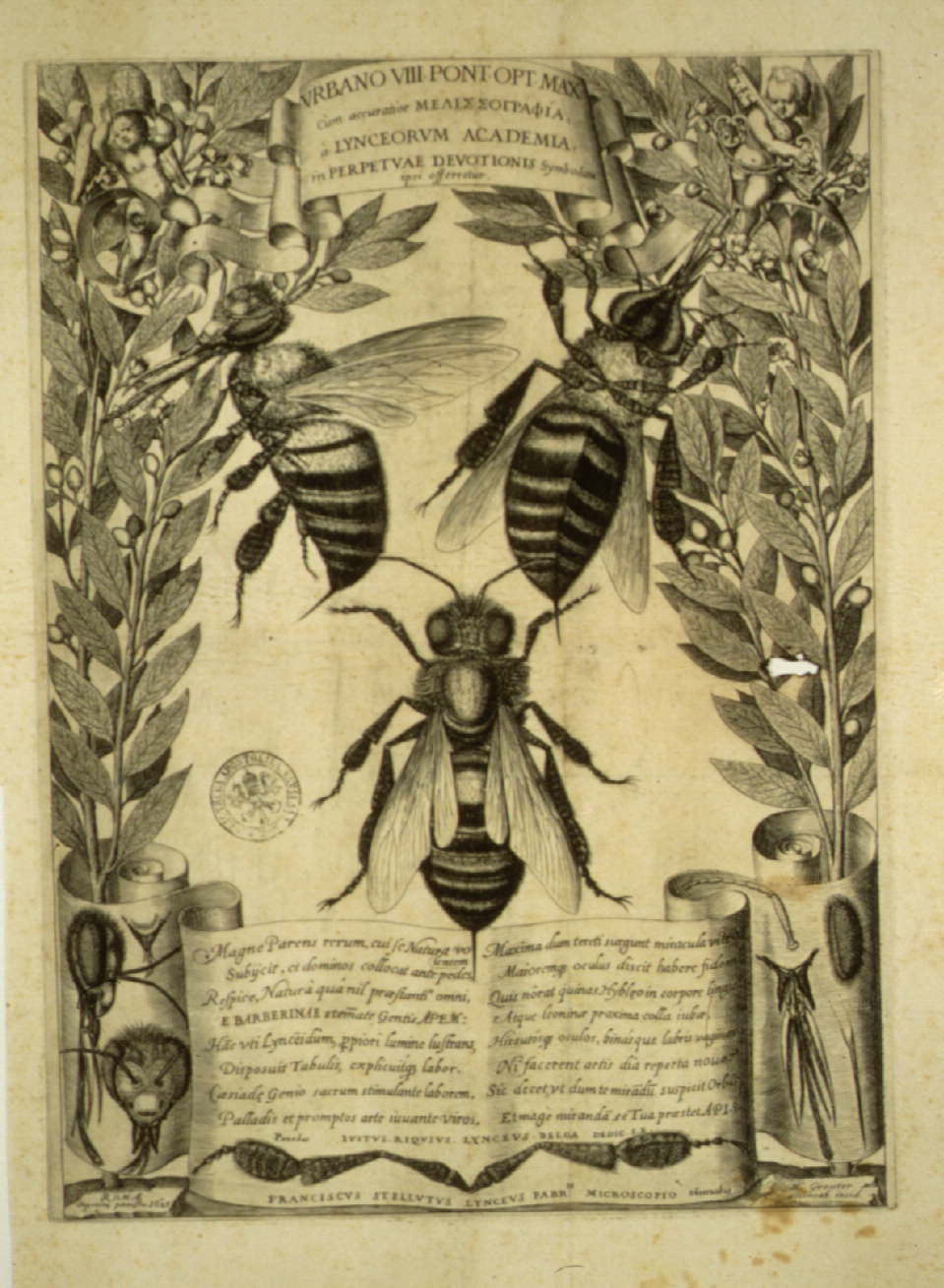 Melissographia, Francesco Stelluti, 1625 - Vatican Museum
