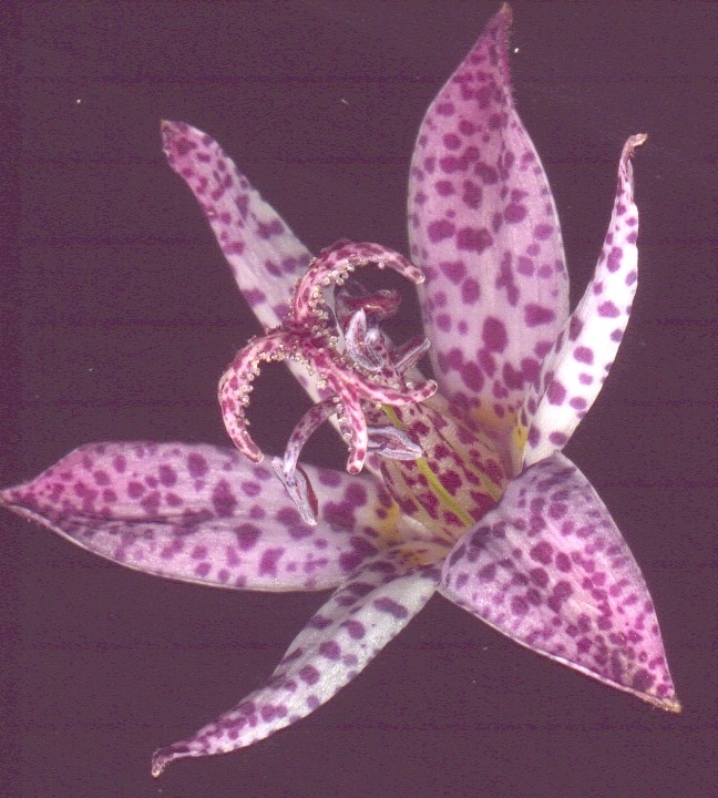 Toad lily, Tricyrtis hirta