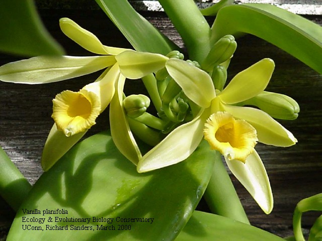 Vanilla planifolia flower - Richard Sanders, Univ. of Conn.