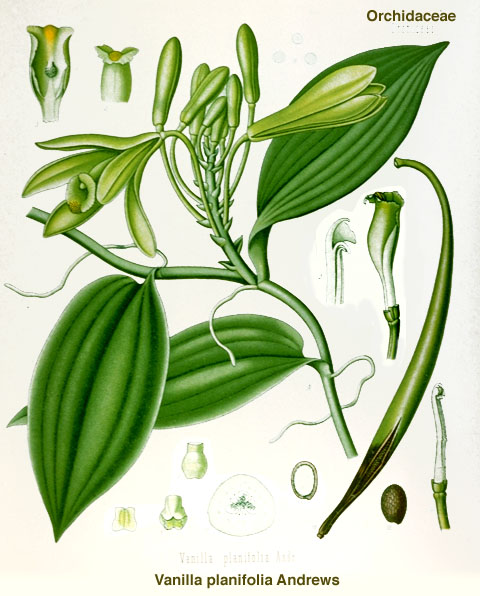 Vanilla planifolia - Hermann A. Köhler, Medizinal Pflanzen, 1887