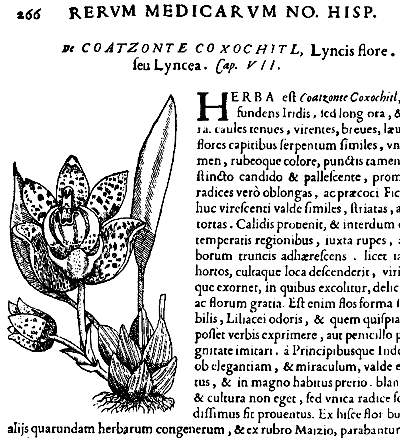 Stanhopea hernandezii orchid, from Rerum Naturae Novae Hispaniae - 1577