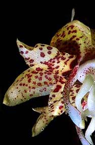 Stanhopea hernandezii orchid
