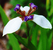 Neomarica gracilis - Apostle plant